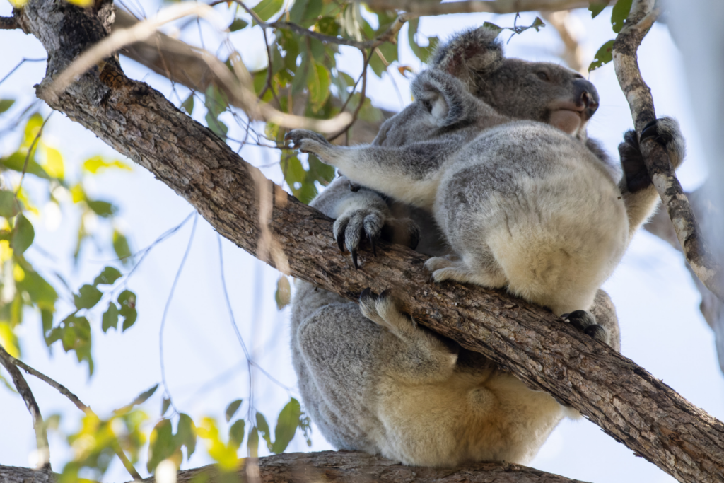female koala in the wild with her joey