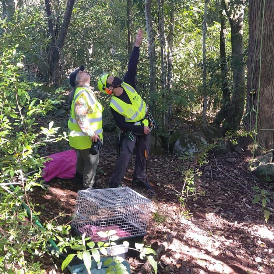 Joint Koala Rescue Mission