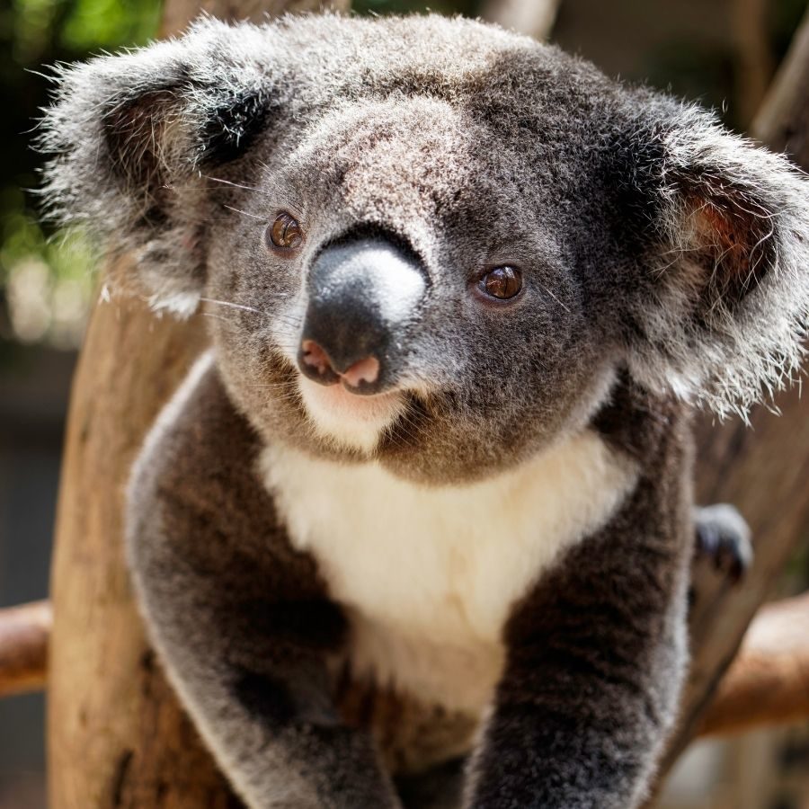 Adopt Ivy the Koala