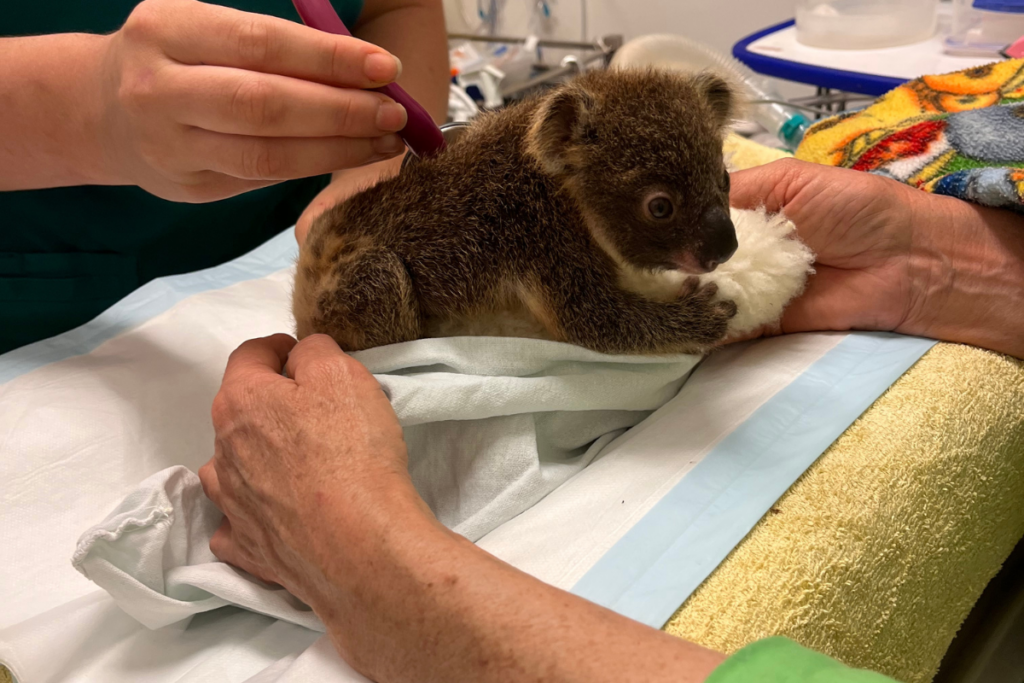 Little Cob is an orphaned joey living in home care his weight has doubled since he arrived here