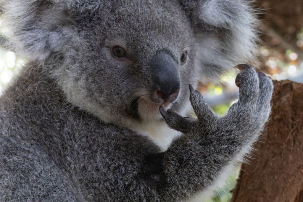 Wriggles suffered a significant wound after being caught on barb wire