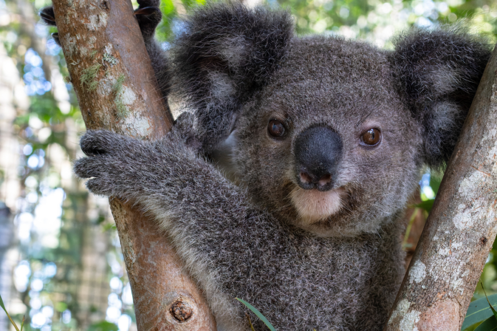 Little Lemon is here due to a dog attack that left her mum so badly injured that the kindest thing was to euthanise her
