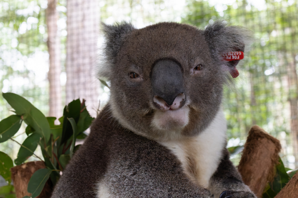 Haze the koala in our care centre before being released back to the wild after treatment for conjunctivitis