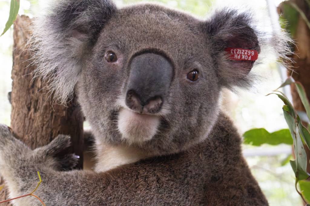 Donner the koala prior to release following treatment at Northern Rivers Koala Hospital