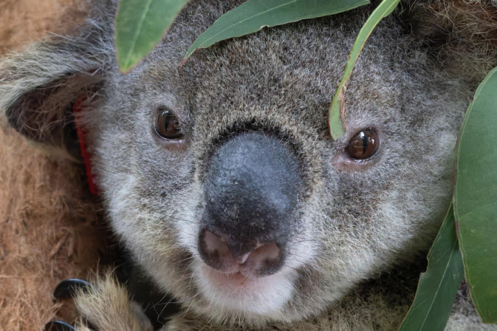 Peppermint the koala receiving treatment for cystitis and conjunctivitis