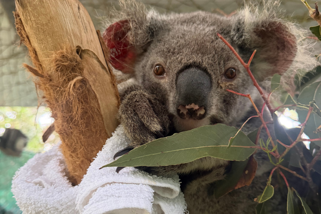 Ajel the koala in care at Northern Rivers Koala Hospital