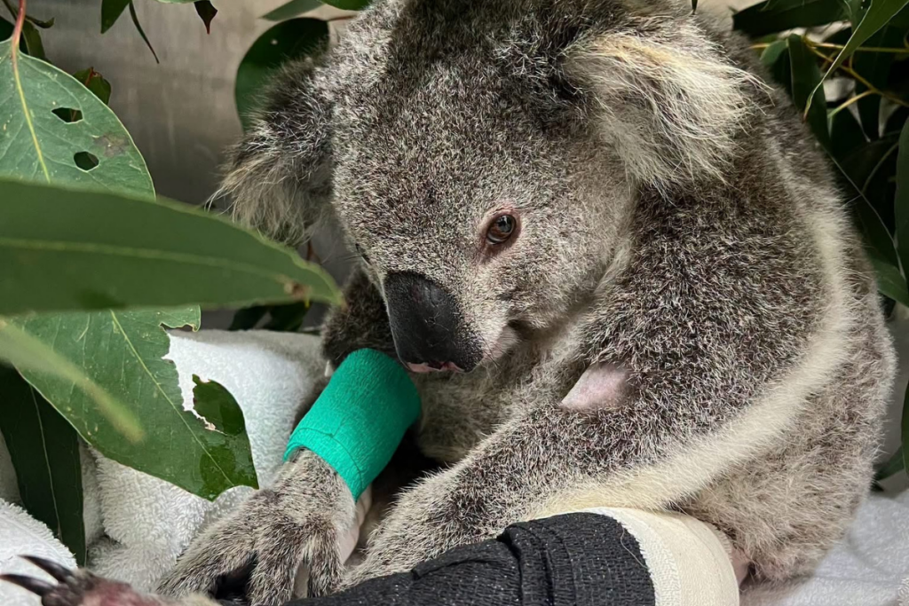 Chiko the koala in ICU following emergency surgery after being hit by a car