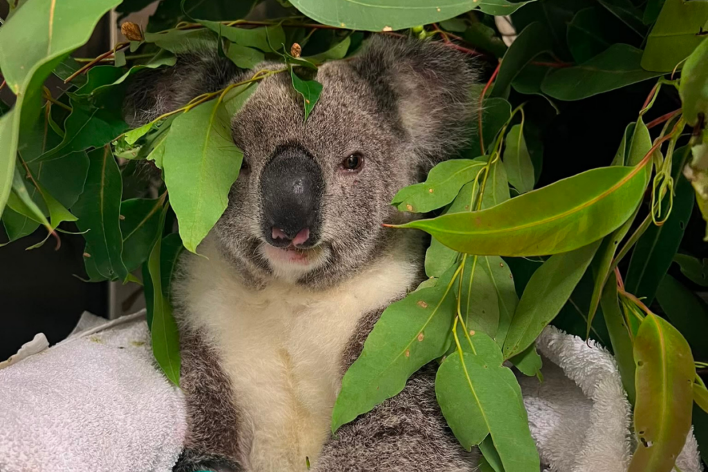 Clifford the koala recovering in ICU after orthopaedic surgery for a fractured leg