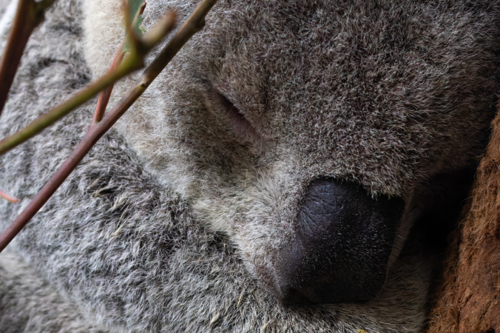 Yowie resting and recovering in our koala care centre