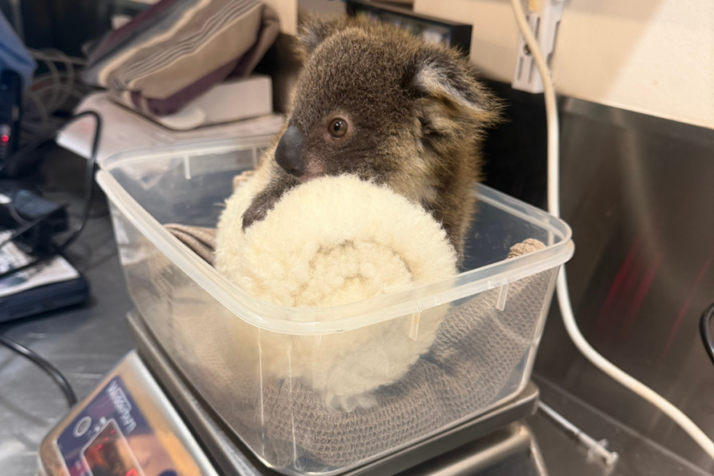 Brightheart the joey koala clinging to a soft toy being weighed
