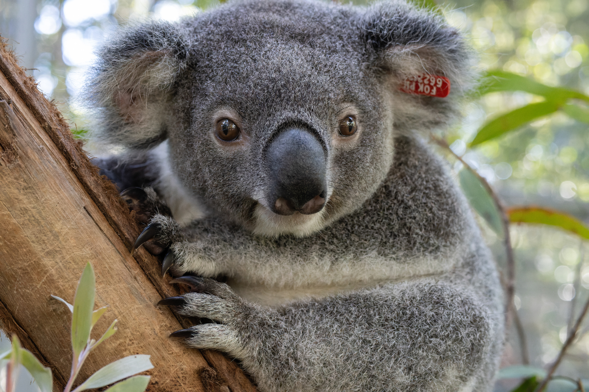 Koala Kindy May 2024 - Friends of the Koala