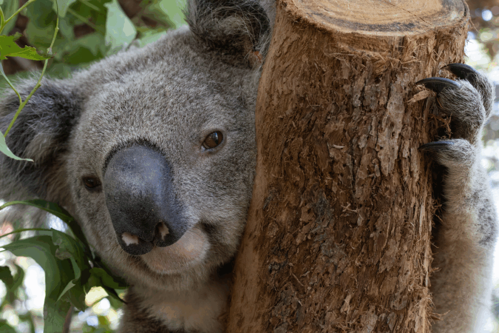 Koala releases Northern Rivers