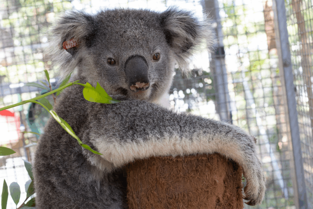 Koala releases Northern Rivers