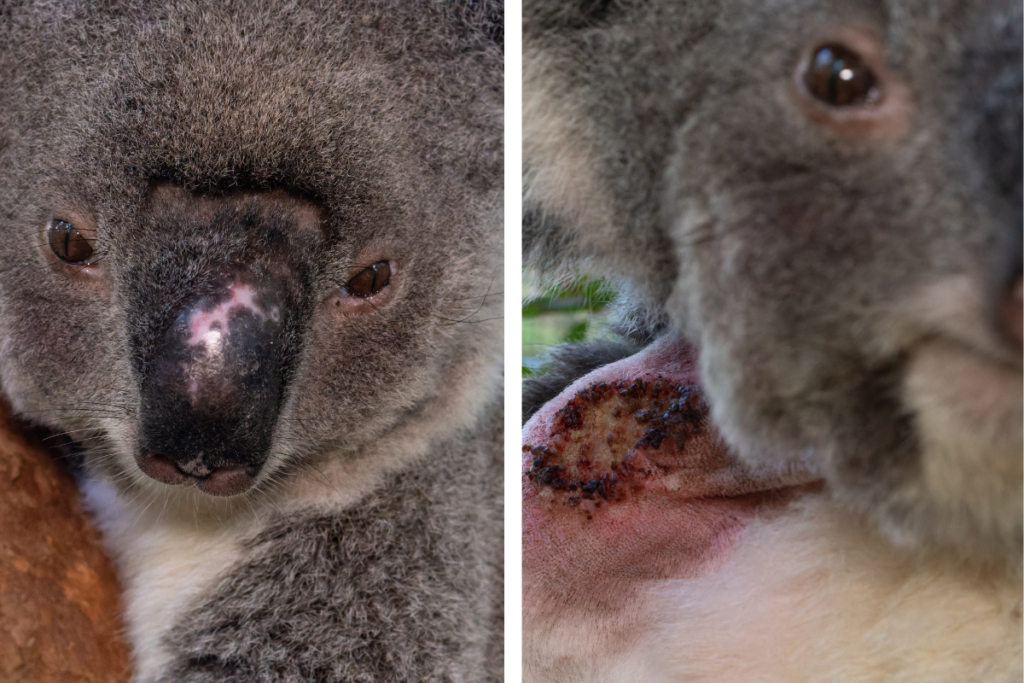 Rosie is here following her second currawong attack