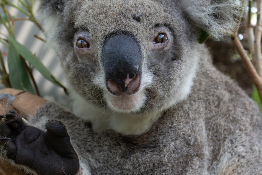 Poor Sunshine has multiple injuries and is receiving only the beset care