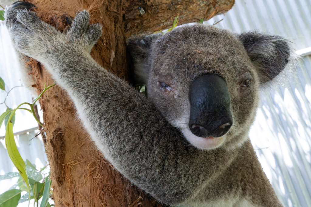 Radar is here due to chlamydia related illness, fingers crossed he responds well to treatment