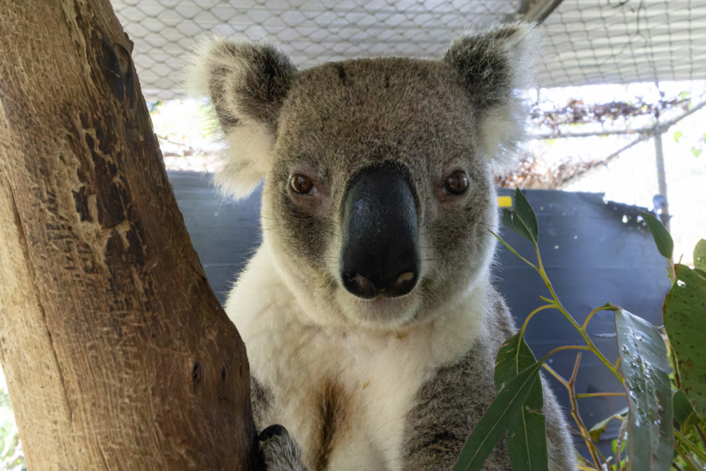 Phantom is undergoing comprehensive chlamydial treatment.