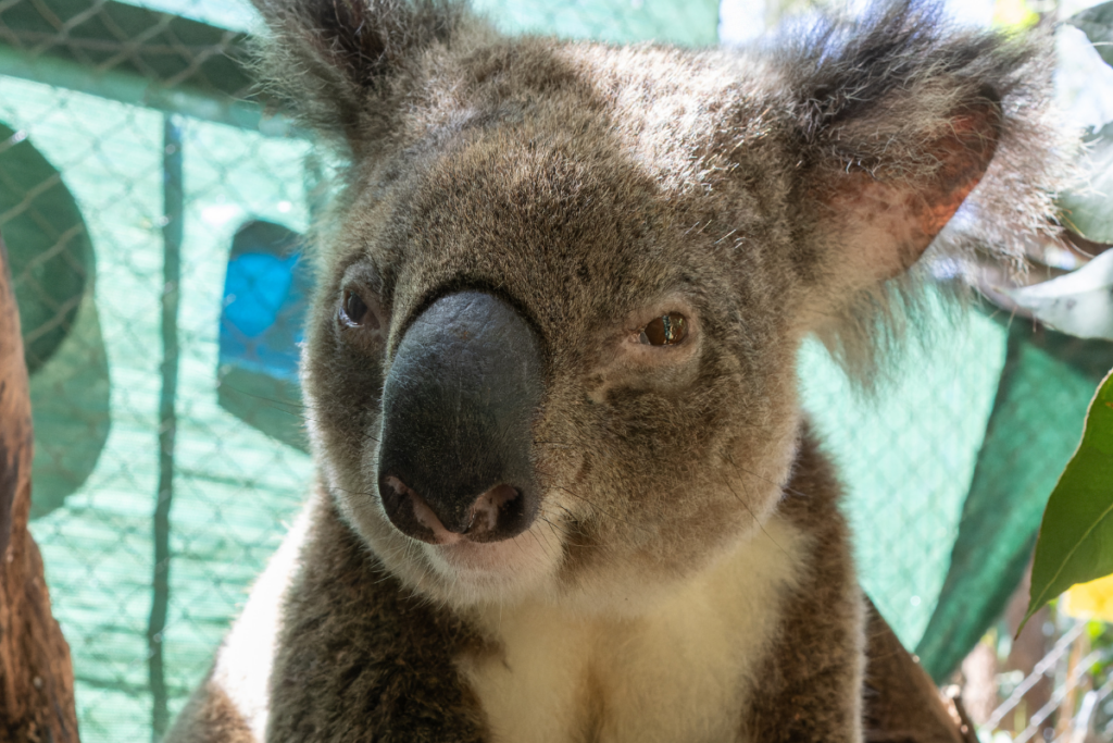 Astrid is in poor body condition and is receiving the gold standard in care - please send lots of healing vibes his way