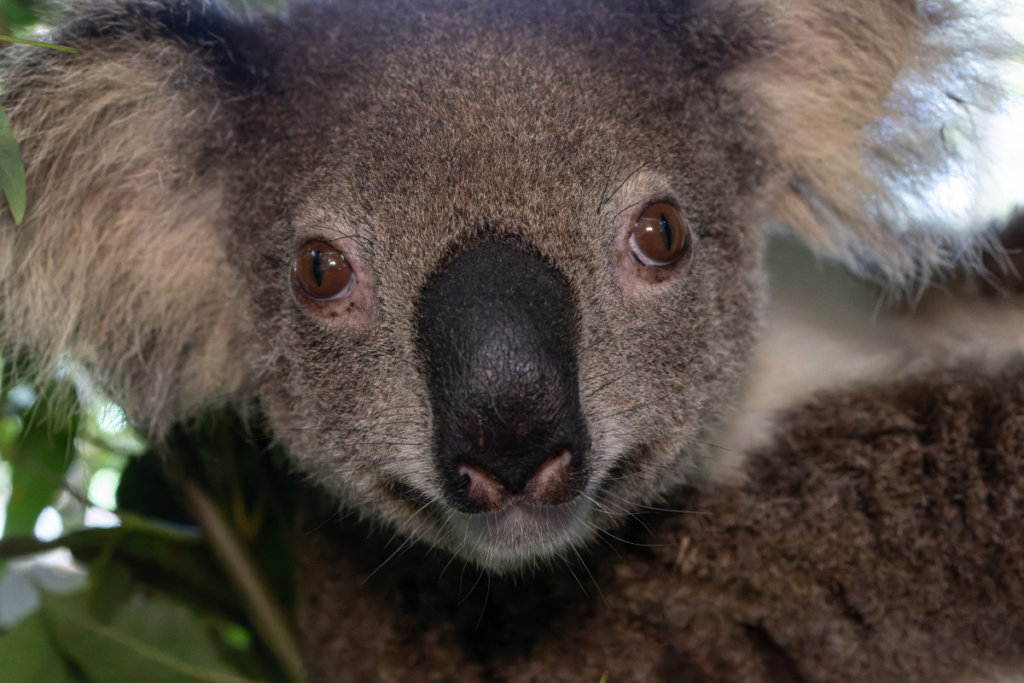 It looks like Lychee has just raised a joey who has recently dispersed.