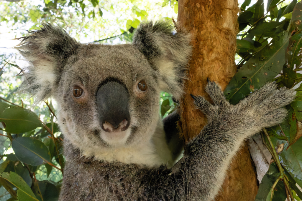 Roberta is beginning to enjoy all the fresh leaf on tap - it's not such a bad place here afterall