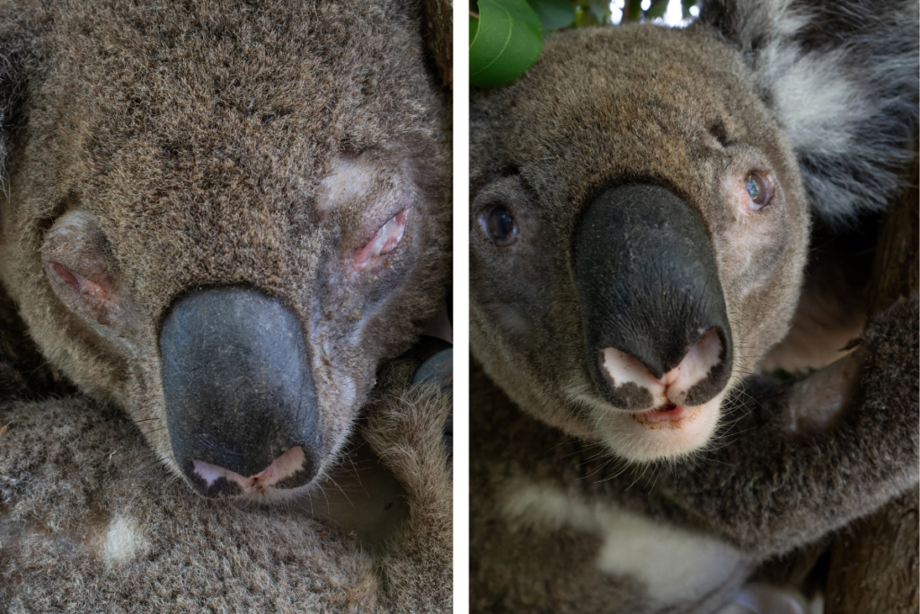Chlamydial conjunctivitis can leave koalas blind