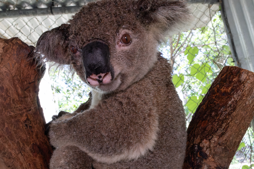 Blitzen enjoying a shower