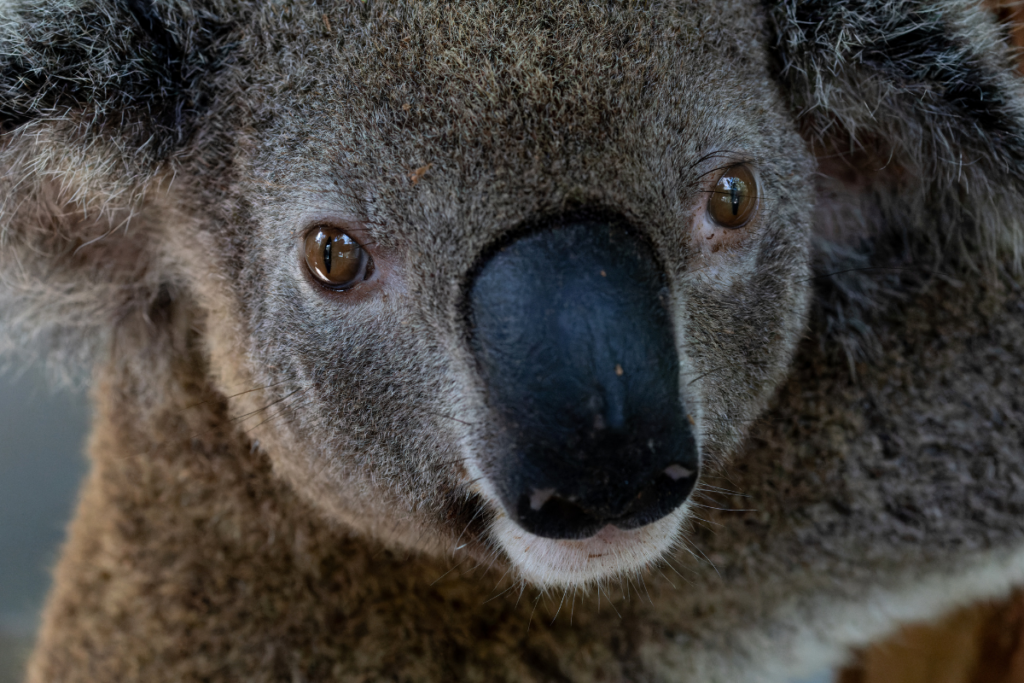 Our koala hospital is at full capacity with many koalas here for chlamydial related illness like Ferguson here.