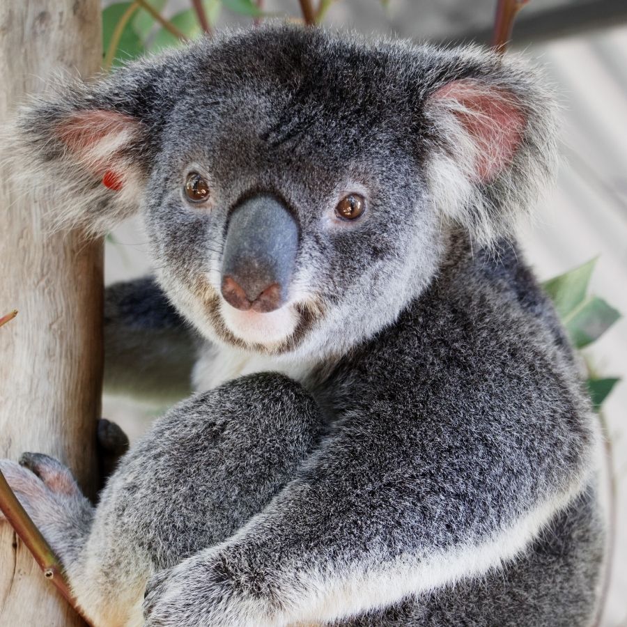 Adopt a koala - Friends of the Koala