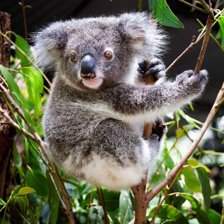 Adopt Magnus the Koala
