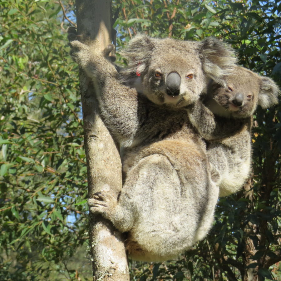 Bushfire survivor koala Ember spotted in the wild with joey