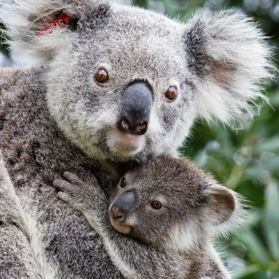 Adopt Wild Koala the Koala